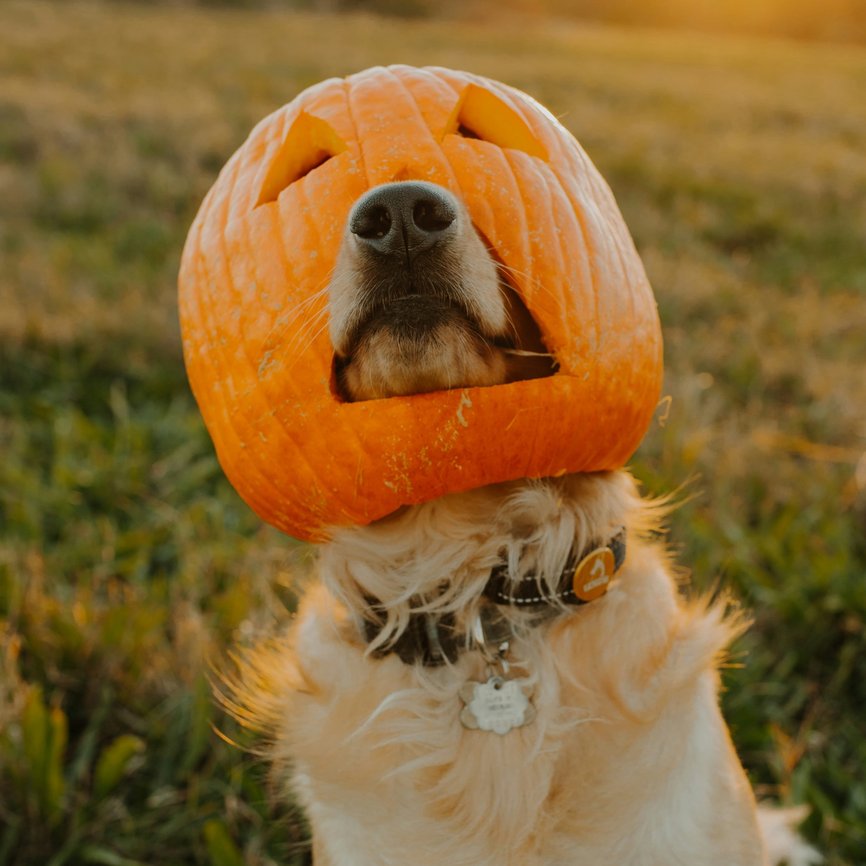 Howl-O-Ween: Paws at the Park